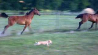 preview picture of video 'Future Barrel Racers'