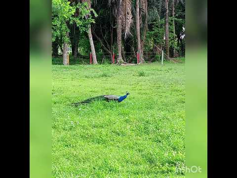 La muerte anda borracha- Luis Lozada "el cubiro"