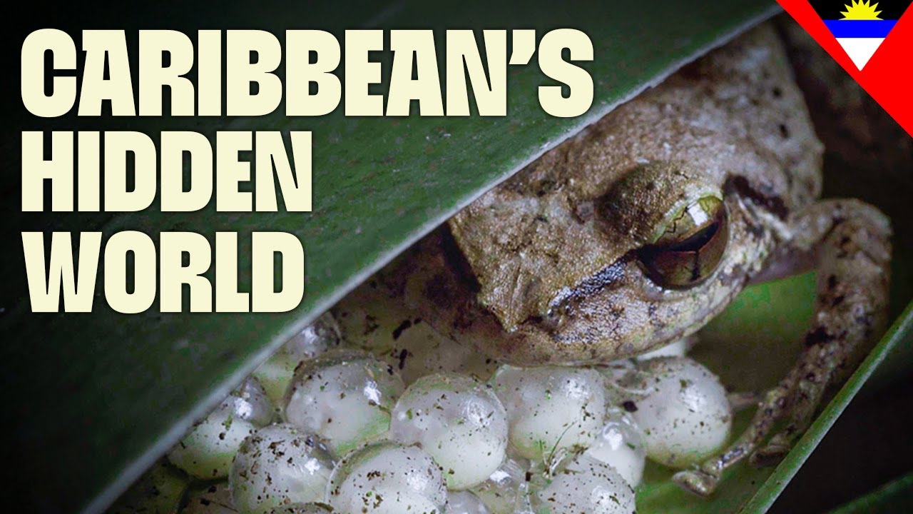 Amazing Caribbean Creatures | FULL DOCUMENTARY | Destination Wild: Wild Islands |@UltimateNatureDocs