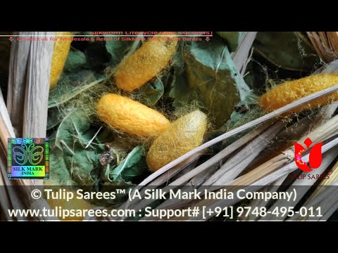 Tulip sarees 6.5 mtr (with blouse piece) pure tussar silk sa...