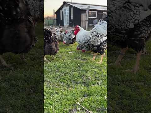 Asa cheama cocosul gainile la mancare