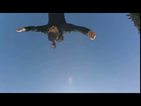 Webster training (Jason Paul style)