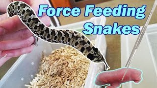 How to Force Feed a Snake by Snake Discovery