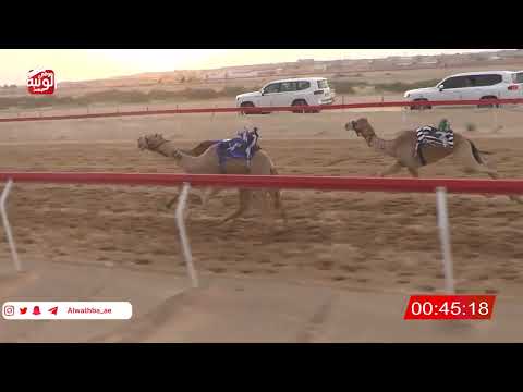  ش 4 (ناصي) لـ محمد فرج بن فارع الظاهري 2:09 , شارة الصندوق 2026/03/21 فطامين الجبيب