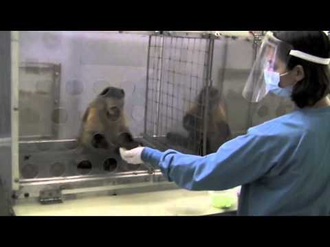 No es justo! - Experimento con monos