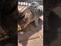 Cute Gray Tabby Cat Complains Even When Eating Very Vocal