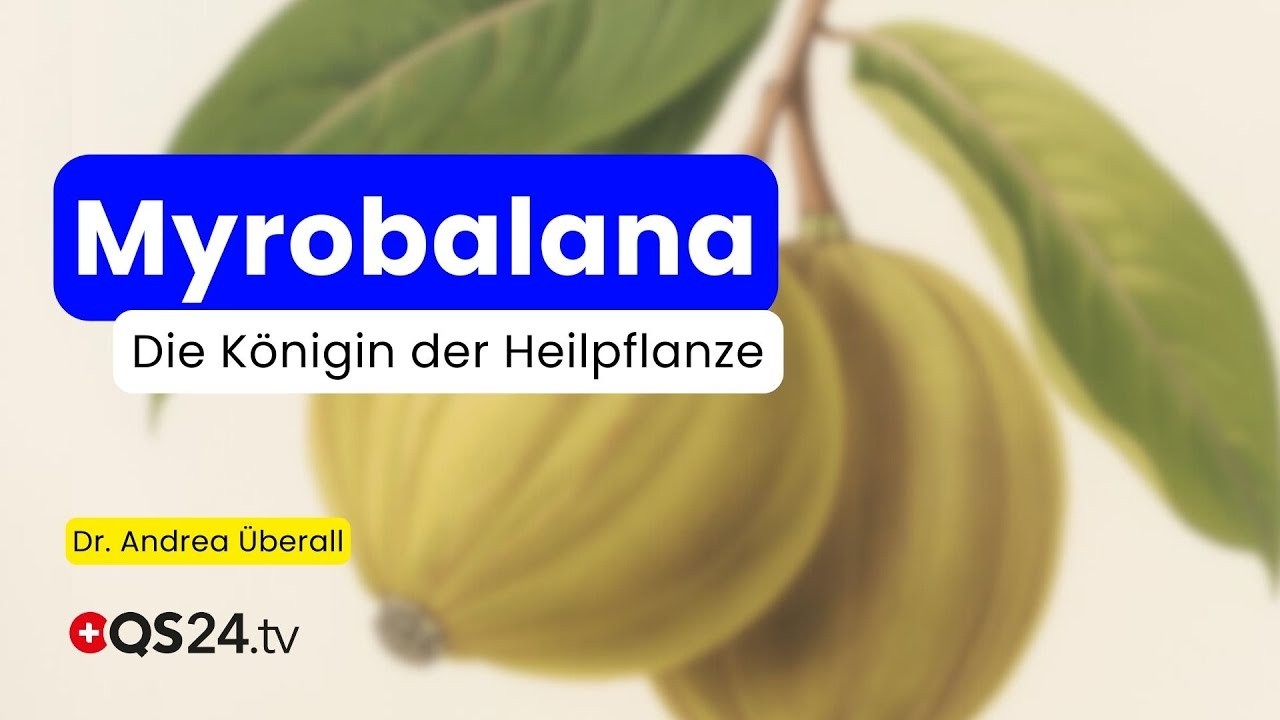 Myrobalana: Die besondere Heilpflanze der tibetischen Medizin | QS24