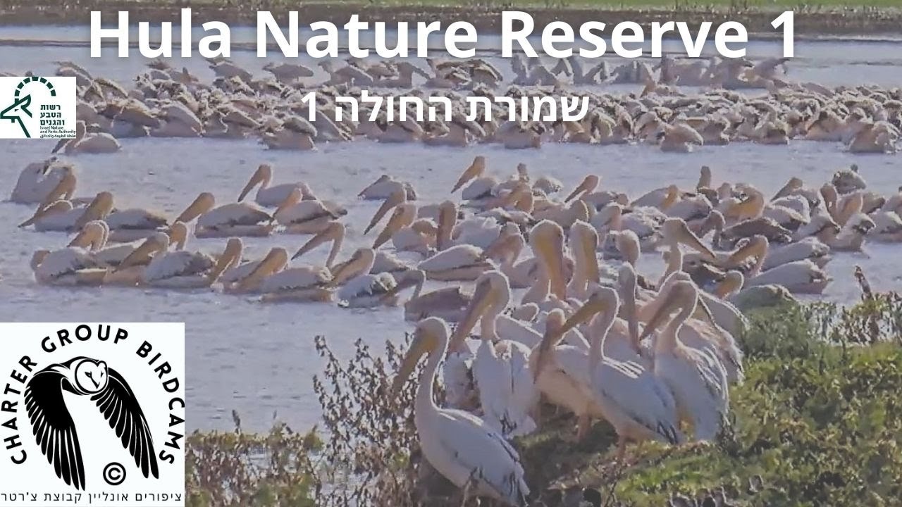Live webcam view of Aves en la Reserva de Hula