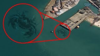 Most MYSTERIOUS Creatures Spotted On Google Earth!