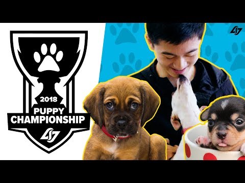 CLG League of Legends Team + Shelter Puppies! Puppy Worlds!