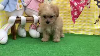 ハーフ犬の動画01
