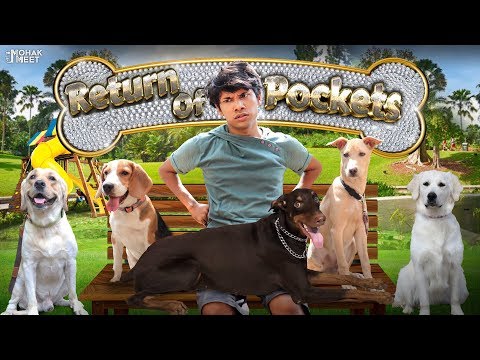 DOG SHORT FILM | RETURN OF POCKETS | BEAGLE - DOBERMAN - LABRADOR | #Funny #Bloopers || MOHAK MEET