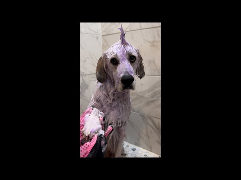 Dog Spa Day ASMR | ✨Compilation ✨| TheGoodHype