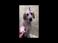 Dog Spa Day ASMR Compilation TheGoodHype