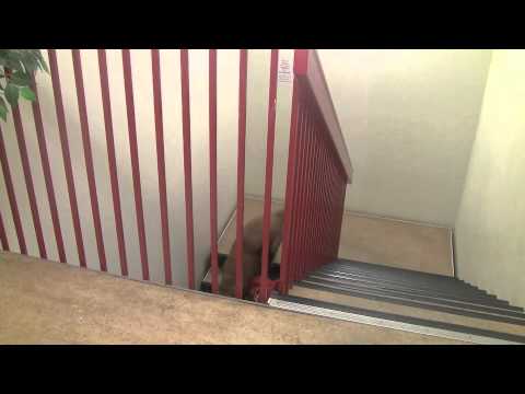 Doggydaycare En vanlig dag på dagis