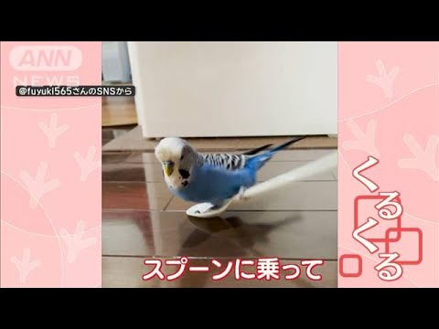 なぜ鳥たちは餌箱に来ないのですか？羽鳥を引き寄せるための適切な解決策  庭園