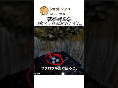 巣に蜂の巣ができてしまったフクロウ…