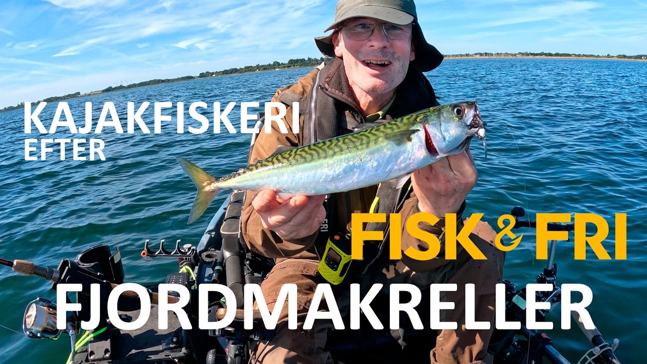 NY VIDEO: FJORDMAKRELLER FRA KAJAKKEN