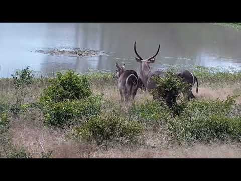 Djuma: Warthogs, Waterbucks and an Impala - 11:20 - 03/09/2022