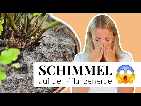 Wie werde ich Schimmel auf Pflanzen- oder Blumenerde wieder los? Die 4 besten Hausmittel!