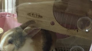 【愛しのうさぎ】朝陽あさひ ネザーランドドワーフうさぎ