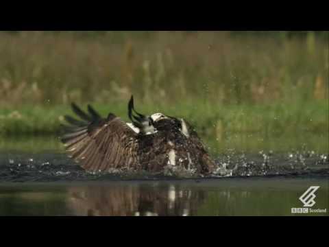 This osprey's having a bit of bother with its fish supper...