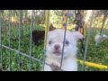 Chihuahua dogs for sale: Cherry LC Apple Head Female Chihuahua  - Video 1
