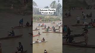 Download lagu RATUSAN PERAHU PANEN IKAN DI SUNGAI TABIR #tabir #merangin #jambi mp3