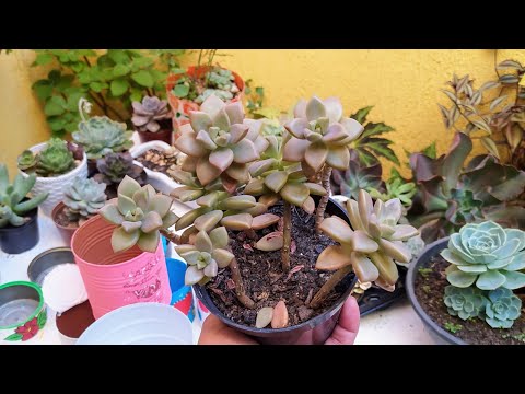 Suculentas com o caule Comprido Como Fazer, + Replante Suculenta Nova