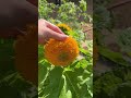 teddy bear sunflower 🥰