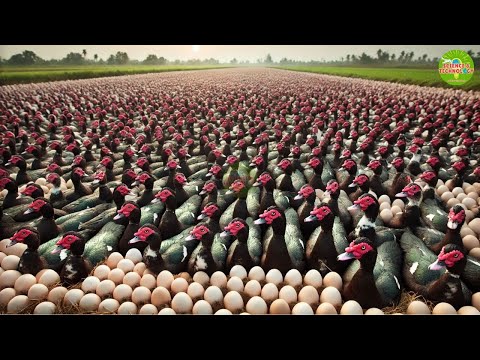 Amazing Muscovy Ducks Farming in China 🦆 | Muscovy Duck  Farming Documentary | Duck Meat Industry