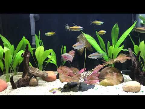 alle Fische sind wieder zu Hause