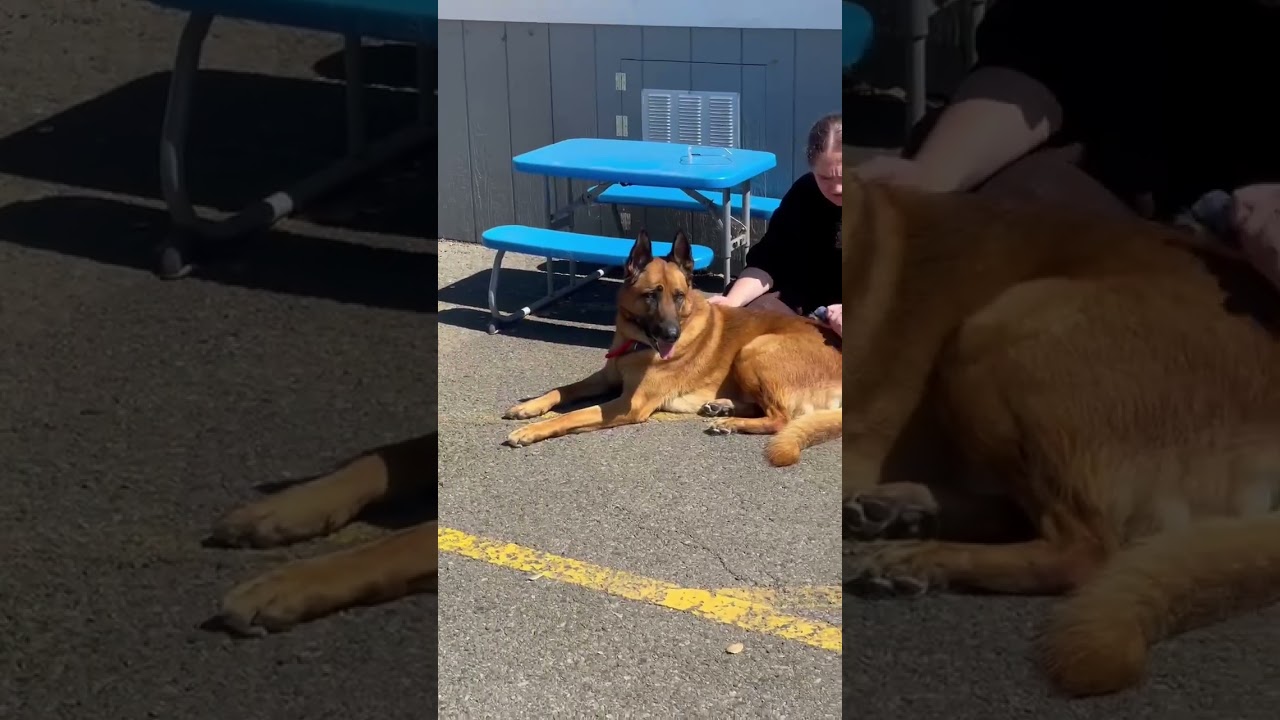 Peso, a Adoptable mixed breed in St. Helena, CA video 6/6