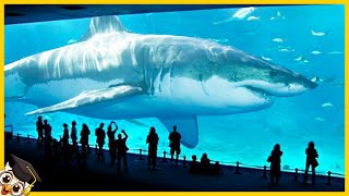 10 Megalodons Caught on Camera - (Real or Fake?)