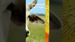 Download lagu ilmu andalan Joko Tingkir #fakta #indonesia #sejarah #mitos #nusantara #budaya #jakatingkir #sakti mp3