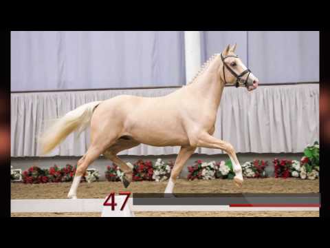 47 FS Mr. Right -  Noir de Luxe - Prins Abdullah v.h. Oosterveld ox