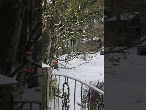 02/12/2021 snow in Portland  OR area 9:30 am