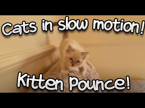 Ever seen a kitten pounce and attack in slow motion? #3 of our cats in slow motion series!
