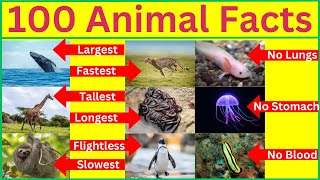 Want to Become an Animal Expert? Watch This Now!