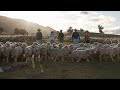 The Best Wool In The World