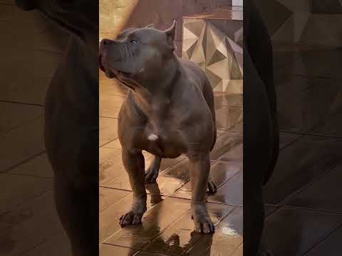 cane Corso dog #pitbull #dogbreed #americanbully #pitbulldog #puppy #dog