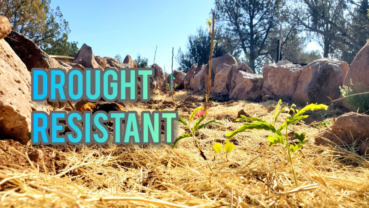The High Desert Hack To A More Resilient Food Forest