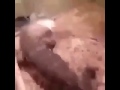 Lizard Dance