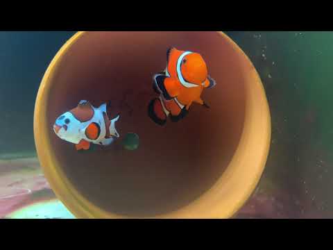 November 2022 marine fish room clownfish, frag tanks, breeding, grow out more