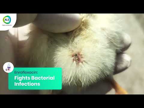 Broad-Spectrum Solution for CRD, Fowl Cholera & Enrofloxacin-Sensitive Infections - Ashienro BH