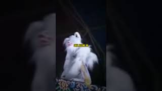 Download lagu story wa pepeling sunda wayang golek#shorts #storywa #pepelingdiri #wayanggolek mp3