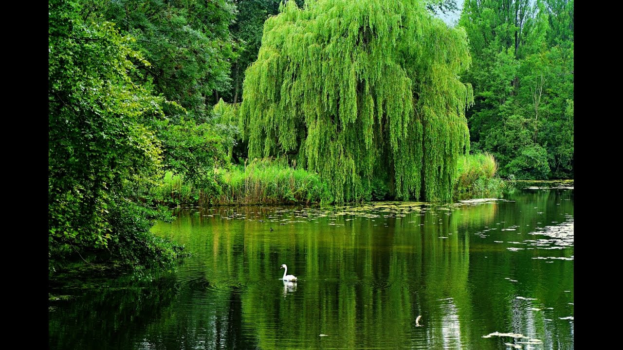 Tout Savoir Sur Le Saule