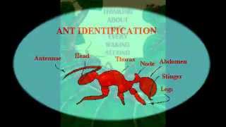 ANT MAN - HYPNOTIC CLAMBAKE MUSIC VIDEO