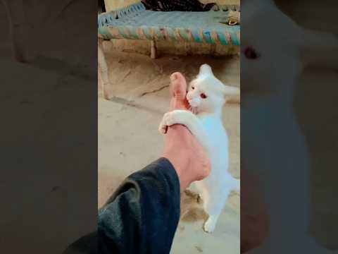 Funny cat #mudassarvlogs #comedyvideos #viralvideo #funnyvideos