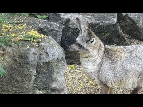 Otocyon ou Renard à oreilles de chauve souris appelé aussi chien oreillard